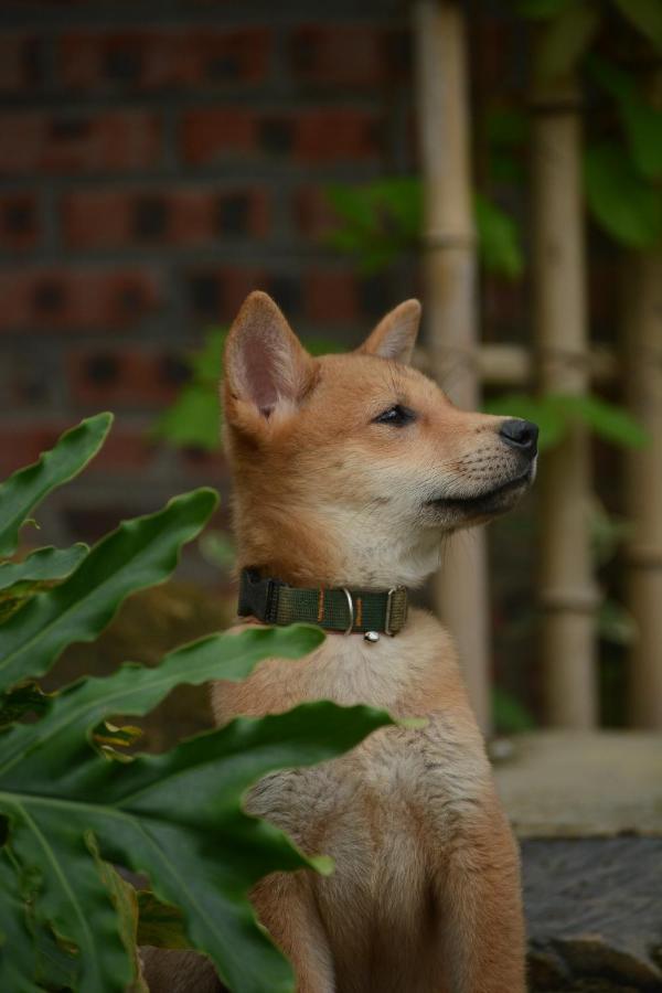 Deja Vu Sapa Homestay ภายนอก รูปภาพ